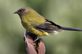 New Zealand Bellbird