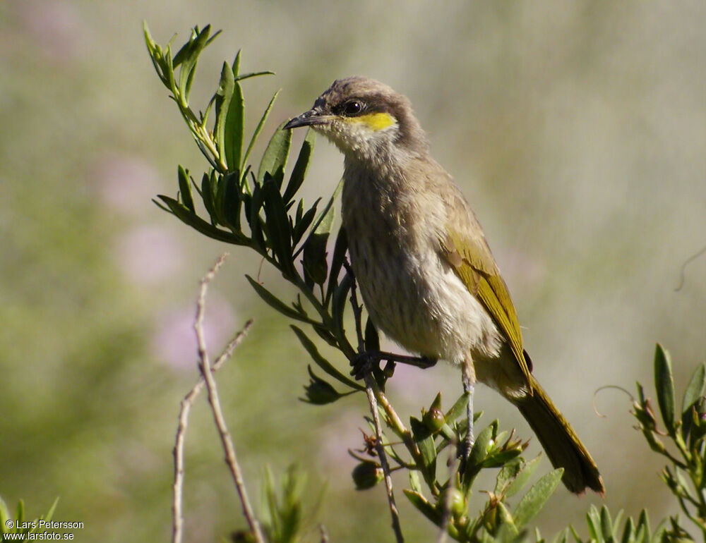 Singing Honeyeater