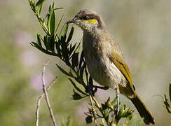 Singing Honeyeater