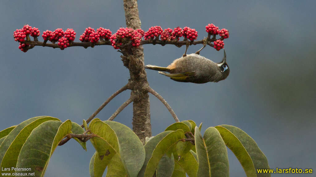 Belford's Melidectesadult, feeding habits