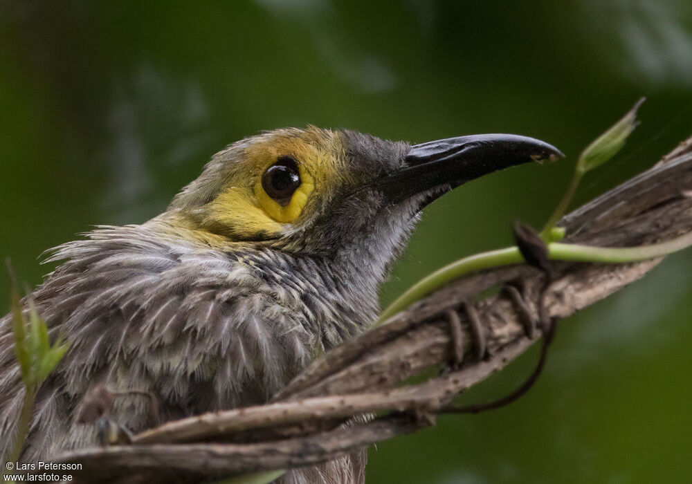 Kadavu Honeyeater