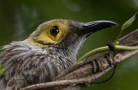 Kadavu Honeyeater