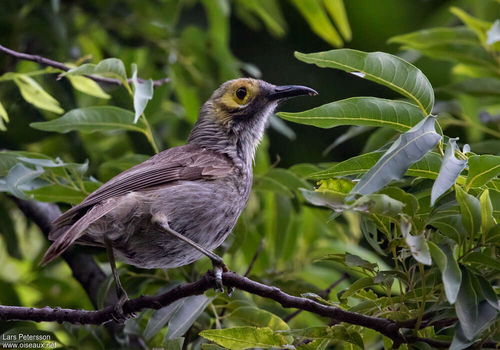 Kadavu Honeyeateradult, identification