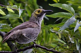 Kadavu Honeyeater