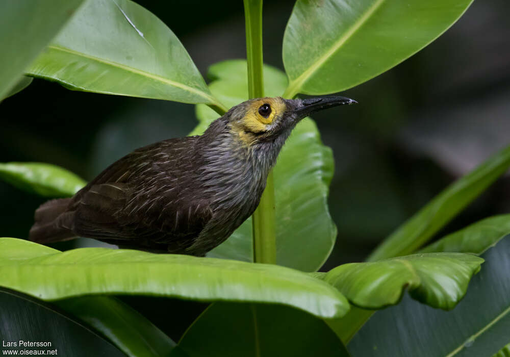 Kadavu Honeyeateradult