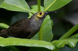 Kadavu Honeyeater