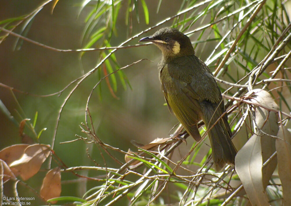 Lewin's Honeyeater