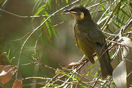 Lewin's Honeyeater