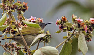 Scaly-crowned Honeyeater