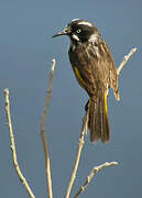 New Holland Honeyeater