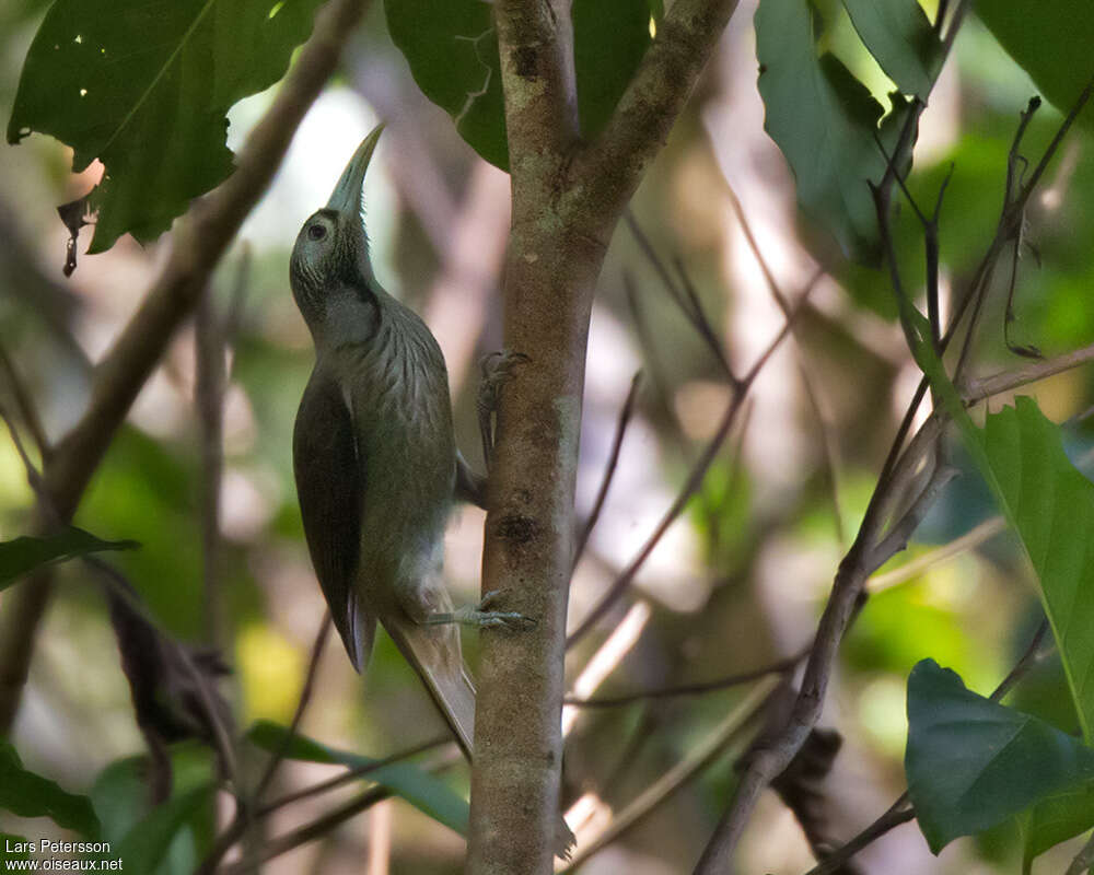 Makira Honeyeateradult