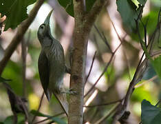 Makira Honeyeater