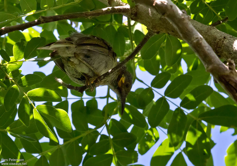 Fiji Wattled Honeyeater, identification