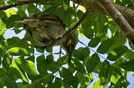 Fiji Wattled Honeyeater