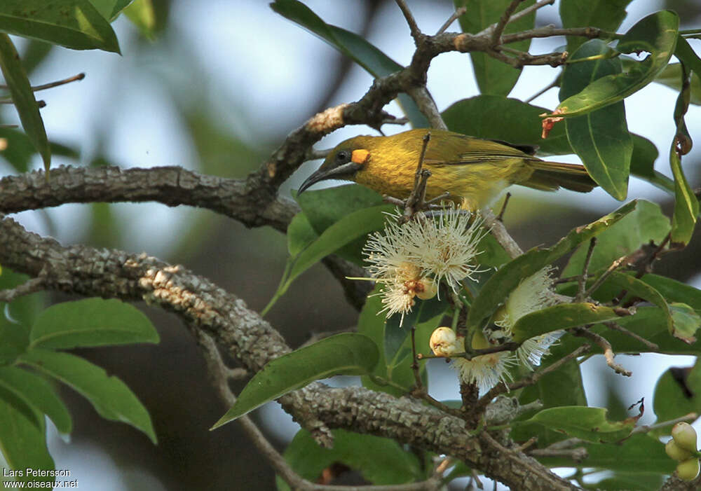 Flame-eared Honeyeateradult, habitat, pigmentation, eats