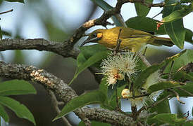 Flame-eared Honeyeater