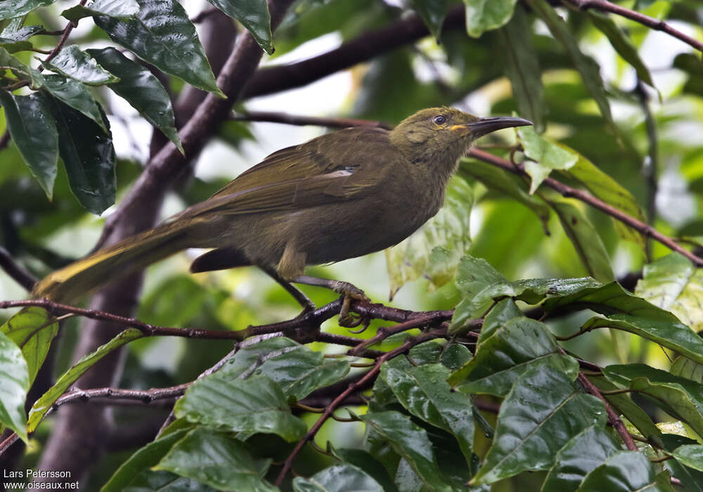 Duetting Giant Honeyeater
