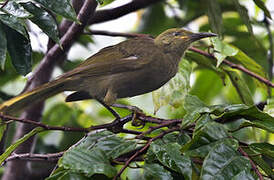 Giant Honeyeater