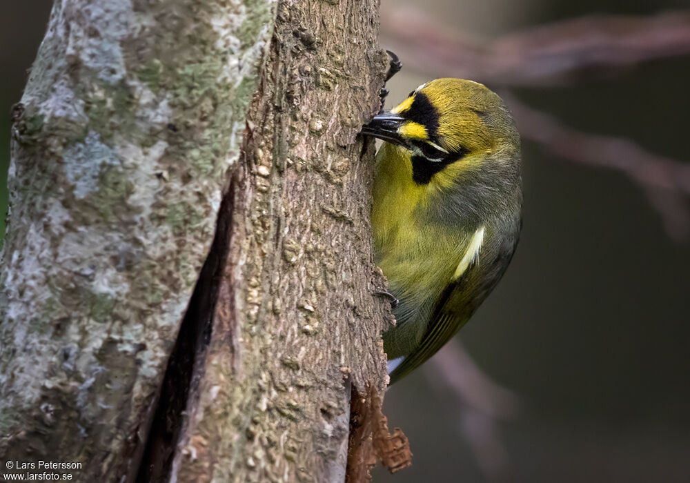 Bonin White-eye