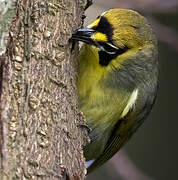 Bonin White-eye