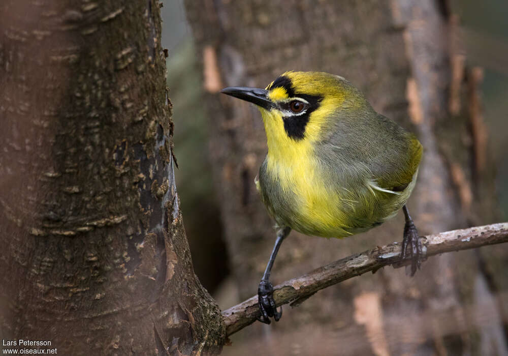 Bonin White-eye