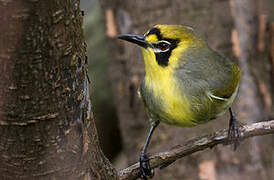 Bonin White-eye