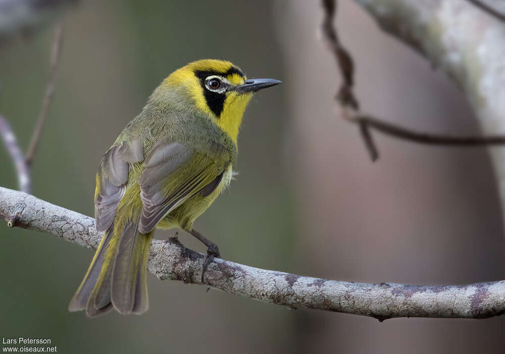 Bonin White-eye