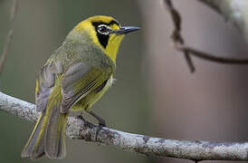 Bonin White-eye