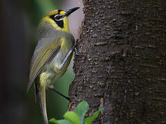 Bonin White-eye