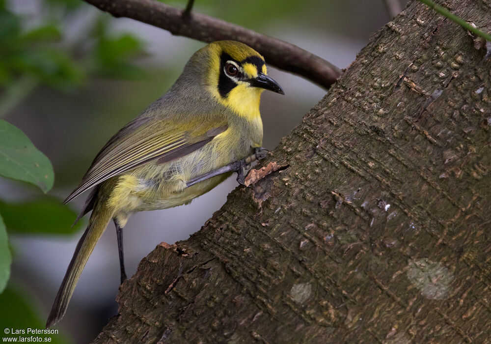 Bonin White-eye