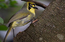 Bonin White-eye