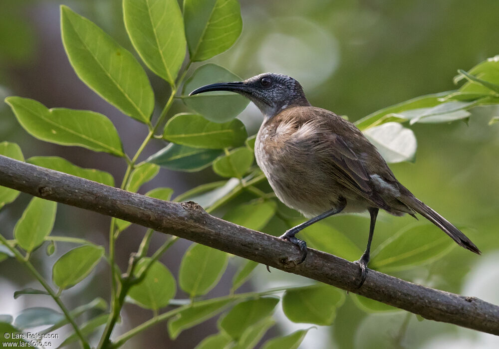 White-bellied Honeyeater