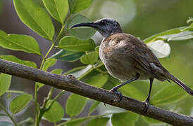 White-bellied Honeyeater