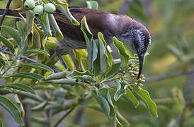 White-bellied Honeyeater