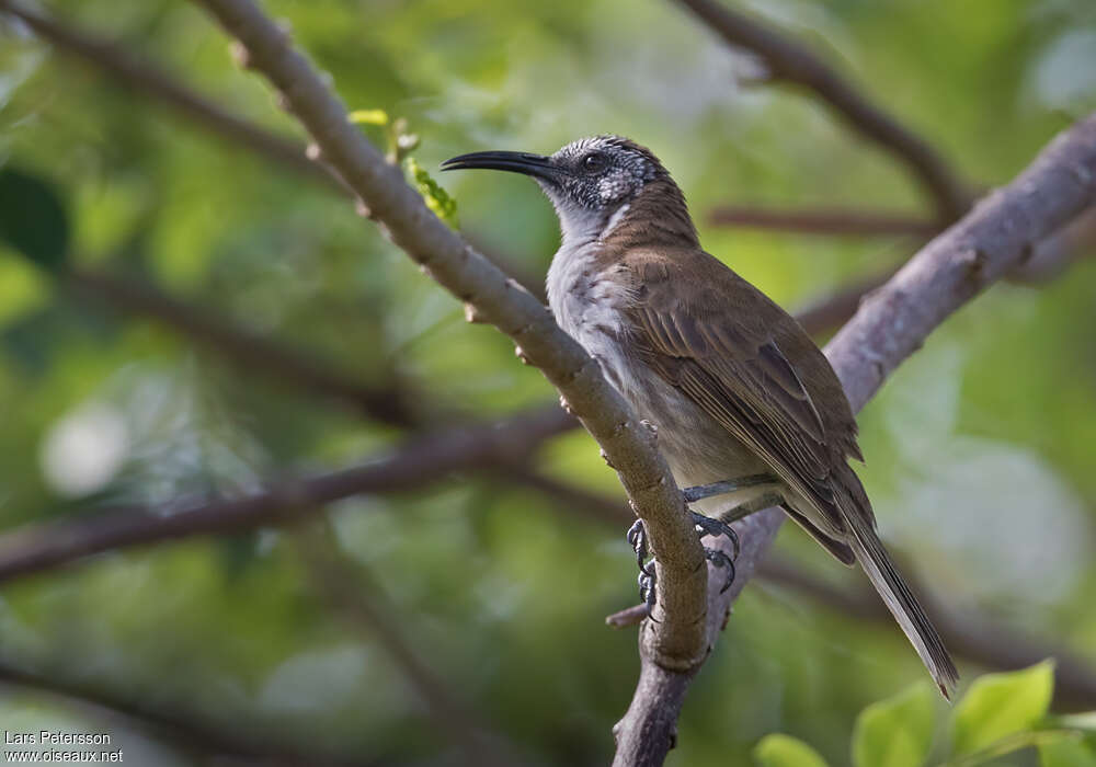 White-bellied Honeyeateradult, identification