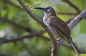 White-bellied Honeyeater