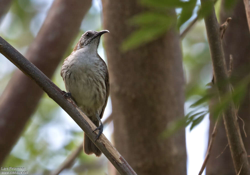 White-bellied Honeyeateradult, close-up portrait