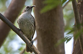 White-bellied Honeyeater