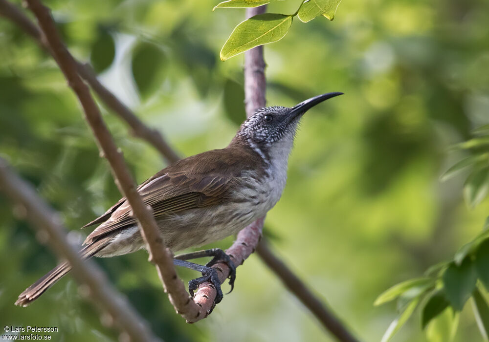 White-bellied Honeyeater