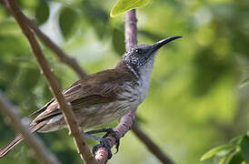 White-bellied Honeyeater