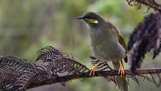 Orange-cheeked Honeyeater