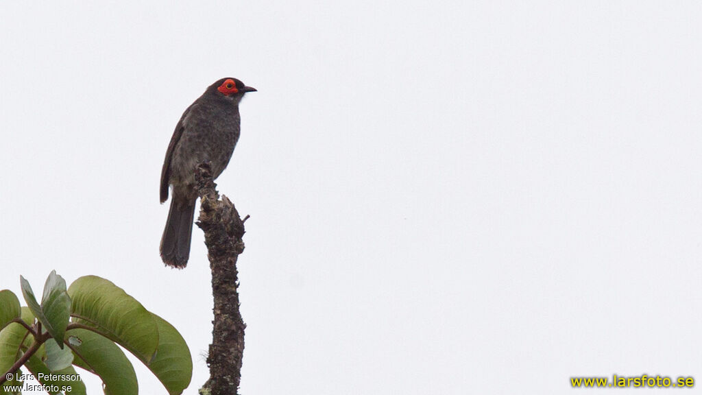 Common Smoky Honeyeater