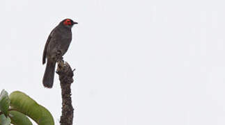 Common Smoky Honeyeater