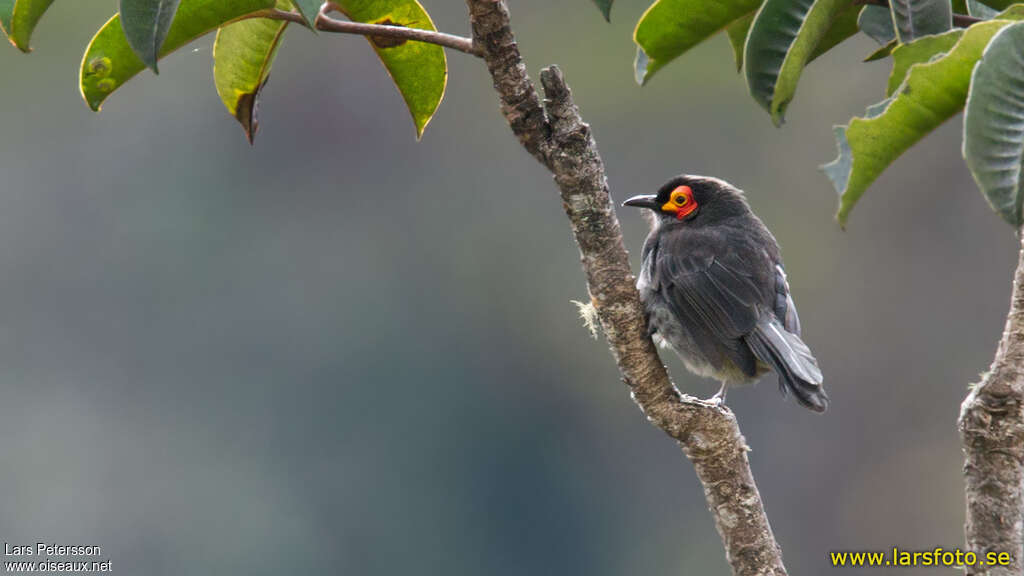 Common Smoky Honeyeateradult, pigmentation