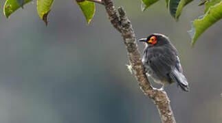 Common Smoky Honeyeater