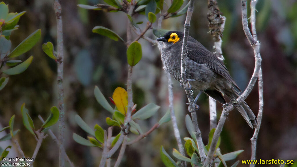 Common Smoky Honeyeater