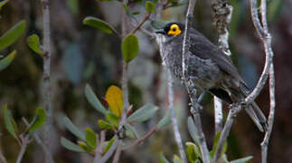 Common Smoky Honeyeater