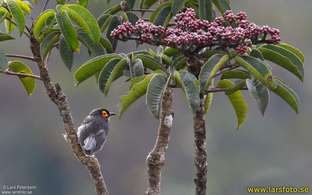 Common Smoky Honeyeater