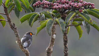 Common Smoky Honeyeater