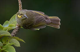 Polynesian Wattled Honeyeater